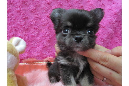 成約済の京都府のチワワ(ロングコート)-89424