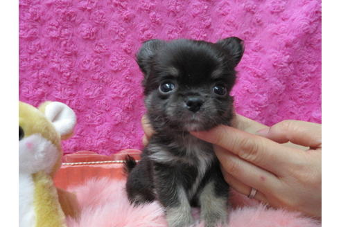 成約済の京都府のチワワ(ロングコート)-89424の3枚目