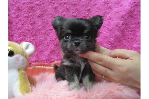 成約済の京都府のチワワ(ロングコート)-89424の2枚目