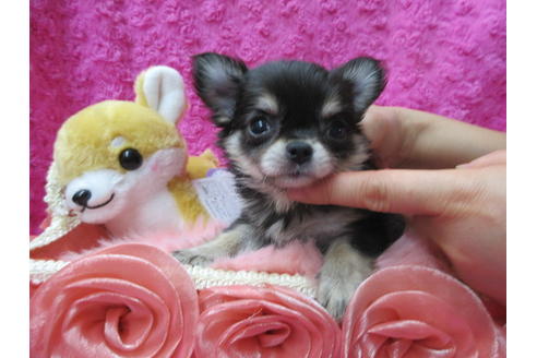 成約済の京都府のチワワ(ロングコート)-89425