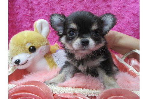 成約済の京都府のチワワ(ロングコート)-89425の4枚目