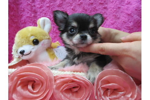 成約済の京都府のチワワ(ロングコート)-89425の3枚目