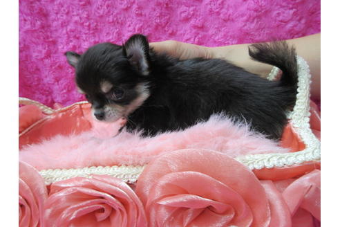 成約済の京都府のチワワ(ロングコート)-89425の2枚目