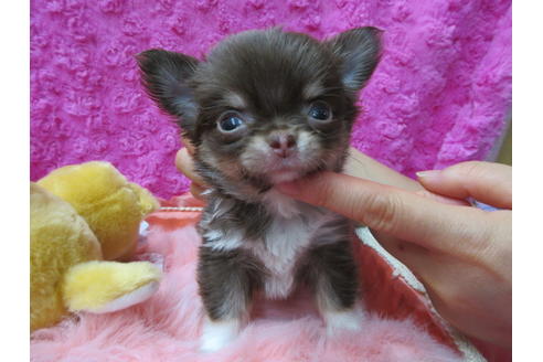 成約済の京都府のチワワ(ロングコート)-89426の1枚目