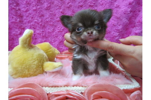 成約済の京都府のチワワ(ロングコート)-89426の4枚目