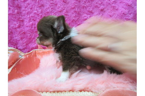 成約済の京都府のチワワ(ロングコート)-89426の3枚目