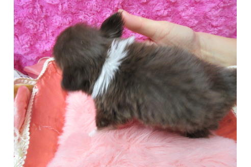 成約済の京都府のチワワ(ロングコート)-89426の2枚目