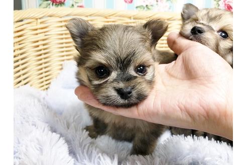 成約済の秋田県のミックス犬-89442の1枚目