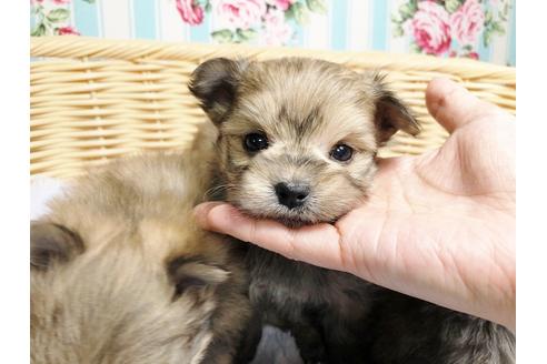成約済の秋田県のミックス犬-89443の1枚目