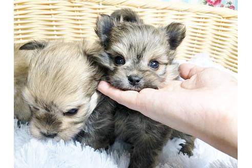 成約済の秋田県のミックス犬-89444の1枚目