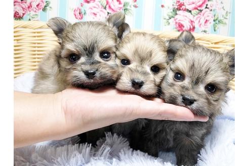 成約済の秋田県のミックス犬-89444の3枚目
