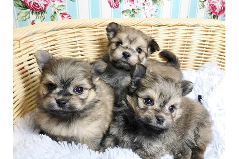 成約済の秋田県のミックス犬-89444の2枚目