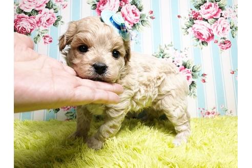 成約済の秋田県のマルプー:マルチーズ×トイプードル-88025