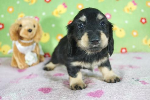 成約済の兵庫県のミニチュアダックスフンド(ロングヘアード)-88443の4枚目