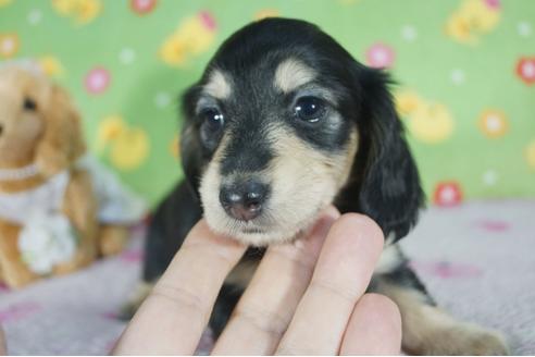 成約済の兵庫県のミニチュアダックスフンド(ロングヘアード)-88445の4枚目