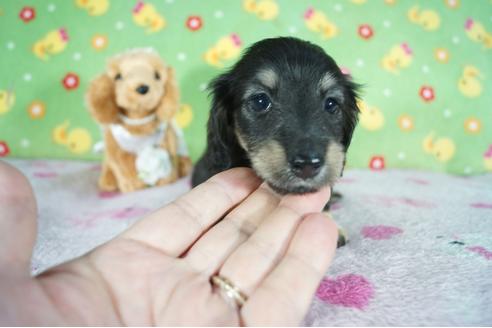 成約済の兵庫県のミニチュアダックスフンド(ロングヘアード)-88446の6枚目