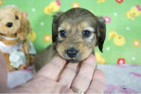 成約済の兵庫県のミニチュアダックスフンド(ロングヘアード)-89500の5枚目