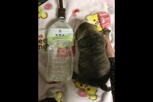 成約済の佐賀県のアメリカンピットブルテリア-88033の7枚目