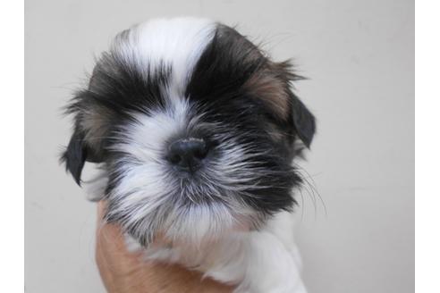 成約済の福岡県のシーズー-89550の1枚目