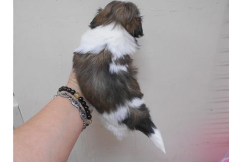 成約済の福岡県のシーズー-89550の5枚目