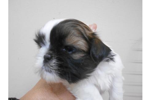 成約済の福岡県のシーズー-89550の3枚目