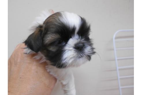 成約済の福岡県のシーズー-89550の2枚目