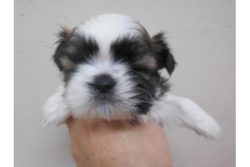 成約済の福岡県のシーズー-89552の1枚目