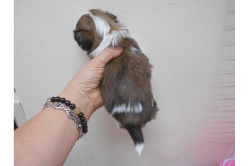 成約済の福岡県のシーズー-89552の5枚目