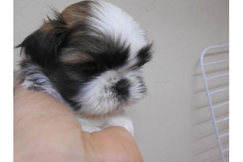 成約済の福岡県のシーズー-89552の4枚目