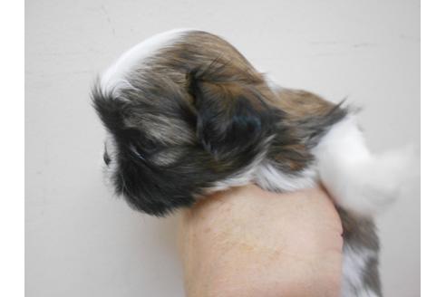 成約済の福岡県のシーズー-89552の3枚目