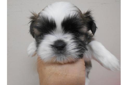 成約済の福岡県のシーズー-89552の2枚目