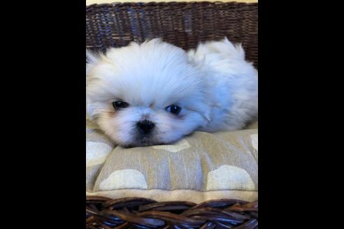 成約済の愛知県のペキニーズ-89564の1枚目