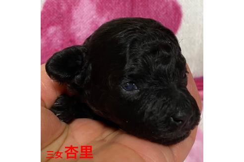 成約済の福岡県のタイニープードル-88998の8枚目