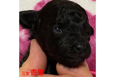 成約済の福岡県のタイニープードル-88998の7枚目
