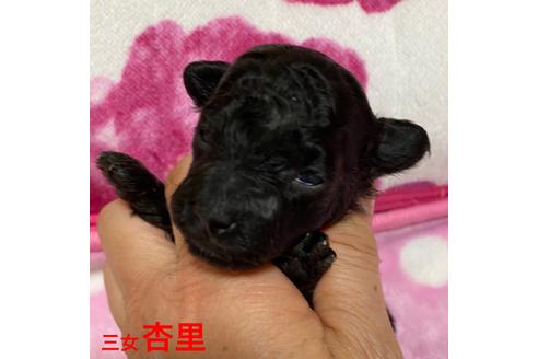 成約済の福岡県のタイニープードル-88998の6枚目