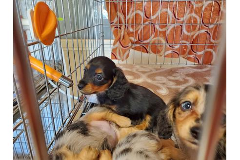 成約済の愛知県のミニチュアダックスフンド(ロングヘアード)-89219の3枚目