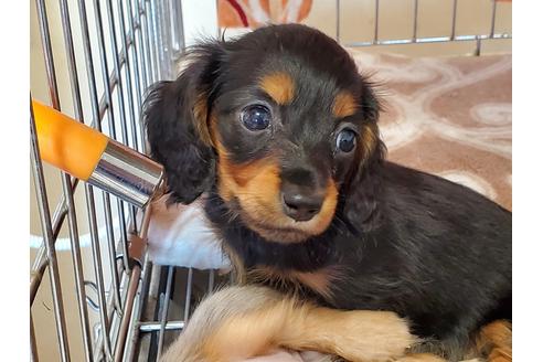 成約済の愛知県のミニチュアダックスフンド(ロングヘアード)-89219