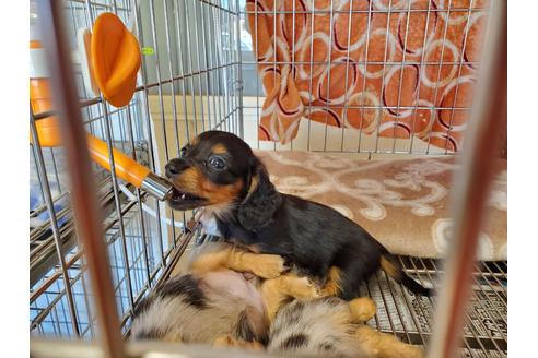 成約済の愛知県のミニチュアダックスフンド(ロングヘアード)-89219の2枚目