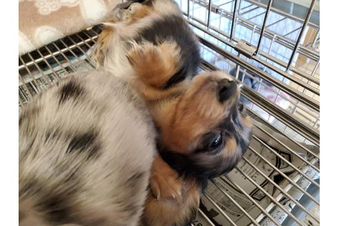 成約済の愛知県のミニチュアダックスフンド(ロングヘアード)-89220の4枚目