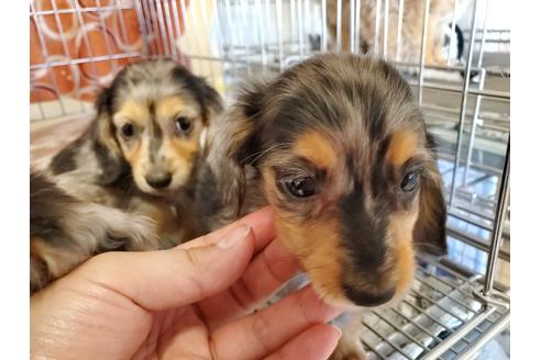 成約済の愛知県のミニチュアダックスフンド(ロングヘアード)-89220の3枚目