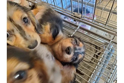 成約済の愛知県のミニチュアダックスフンド(ロングヘアード)-89220の2枚目