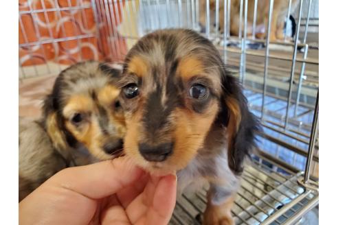 成約済の愛知県のミニチュアダックスフンド(ロングヘアード)-89220