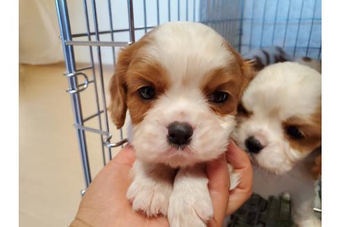 成約済の愛知県のキャバリアキングチャールズスパニエル-89227の1枚目