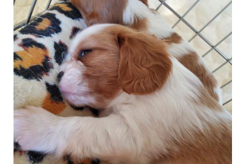 成約済の愛知県のキャバリアキングチャールズスパニエル-89227の5枚目