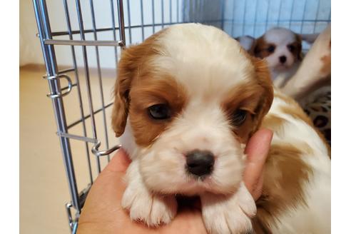 成約済の愛知県のキャバリアキングチャールズスパニエル-89227の3枚目
