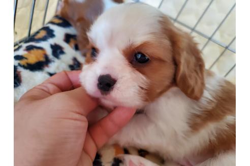 成約済の愛知県のキャバリアキングチャールズスパニエル-89227の2枚目