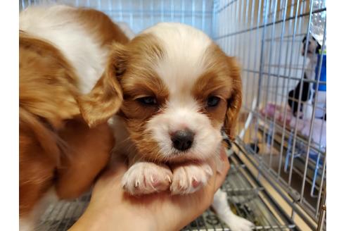 成約済の愛知県のキャバリアキングチャールズスパニエル-89226の1枚目