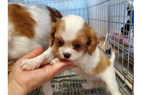 成約済の愛知県のキャバリアキングチャールズスパニエル-89226の5枚目