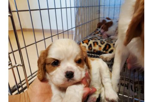成約済の愛知県のキャバリアキングチャールズスパニエル-89226の3枚目