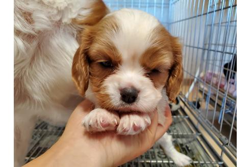 成約済の愛知県のキャバリアキングチャールズスパニエル-89226の4枚目